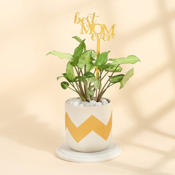 Syngonium Plant In A Emblazoned Planter for Best Mom
