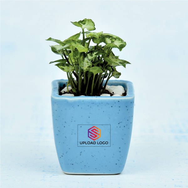 Syngonium Plant In Blue Ceramic Planter - Customized With Logo