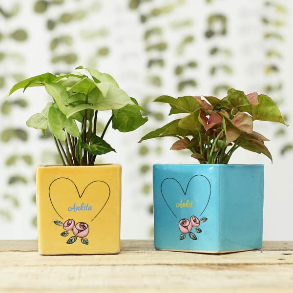 Syngonium Plants in Personalized Heart Printed Ceramic Pots