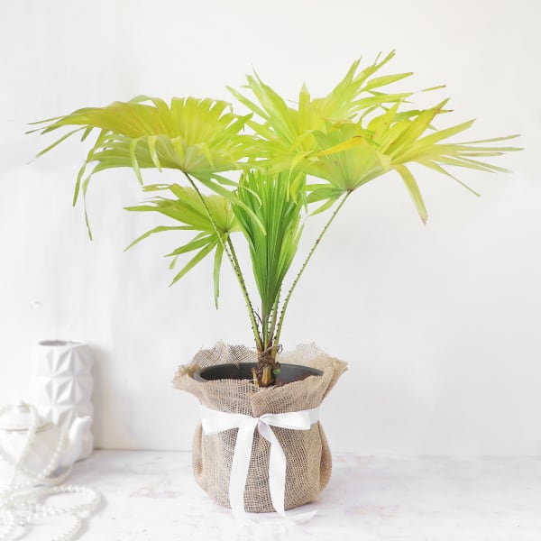Table Palm in Jute Wrapping with Planter