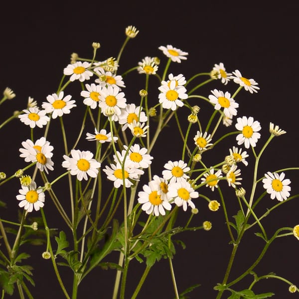 Tanacetum Campagne (Bunch of 10)