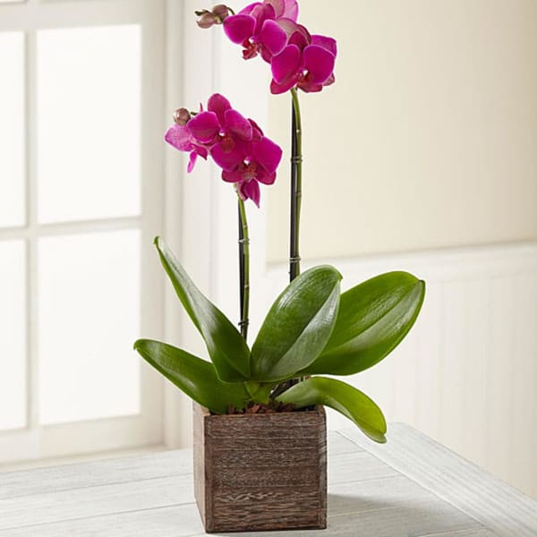 The FTDÂ® Fuchsia Phalaenopsis Orchid