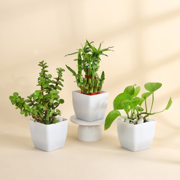 The Lucky Three - Jade Plant, Money Plant, and Bamboo Plant