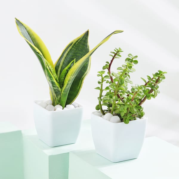 Tranquil Harmony - Snake And Jade Plant With Pot