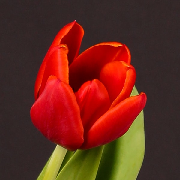 Tulip Abra (Bunch of 10)
