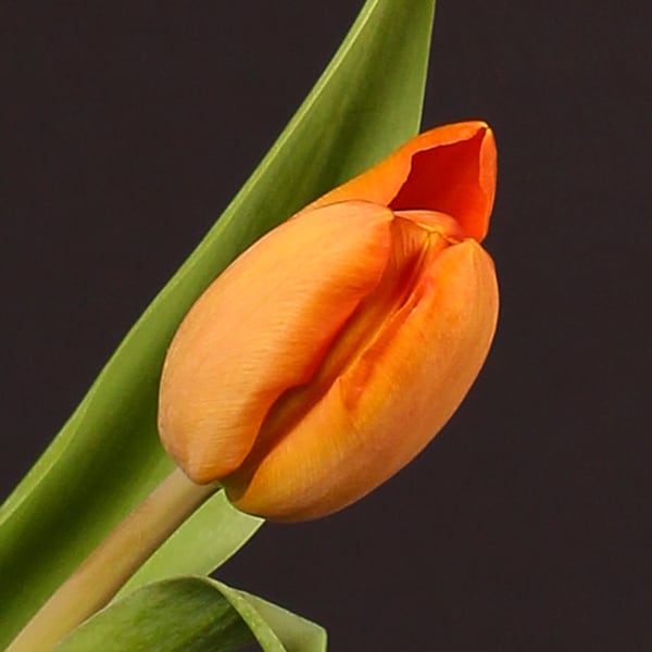 Tulip Charada (Bunch of 10)
