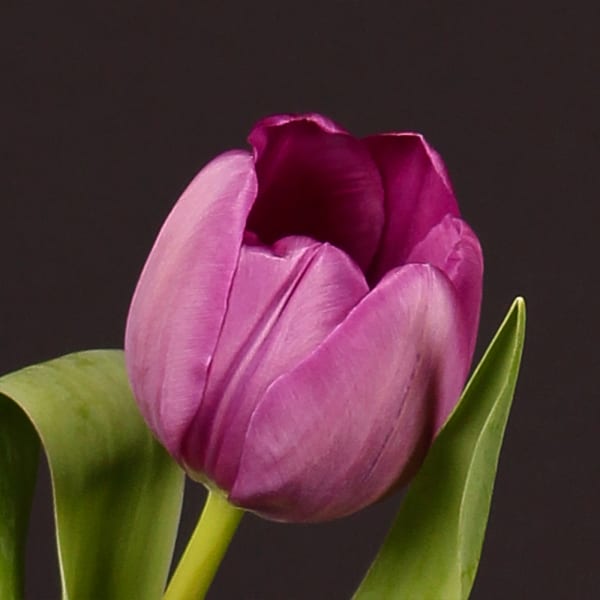 Tulip Negrita (Bunch of 10)