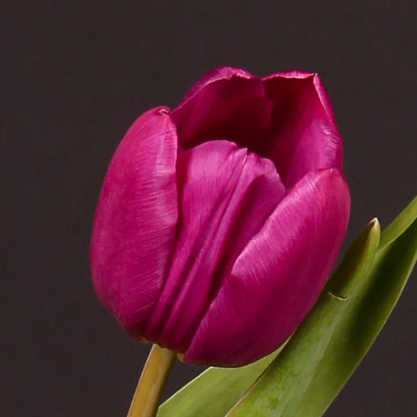 Tulip Purple Prince (Bunch of 10)