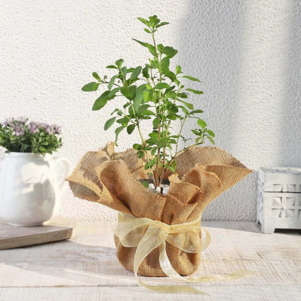 Tulsi Plant in Jute Wrapping with Plastic Planter
