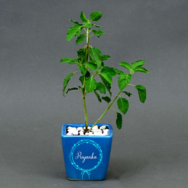 Tulsi Plant in Personalized Ceramic Pot