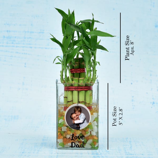 Two Layer Lucky Bamboo In Personalized Pot (Mild Light/Less Water)