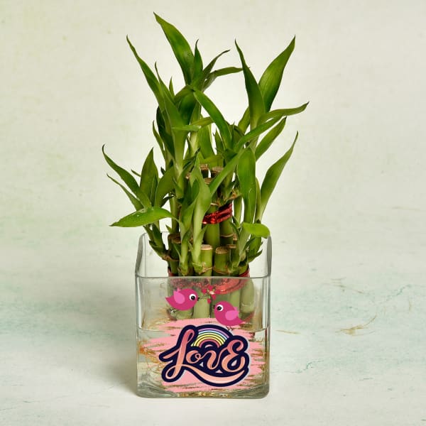 Two Layer Lucky Bamboo Plant in Customized Love Glass Pot