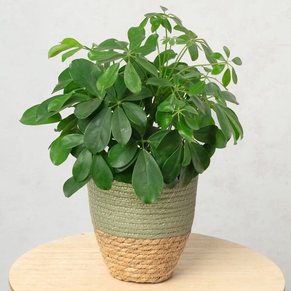 Umbrella Plant