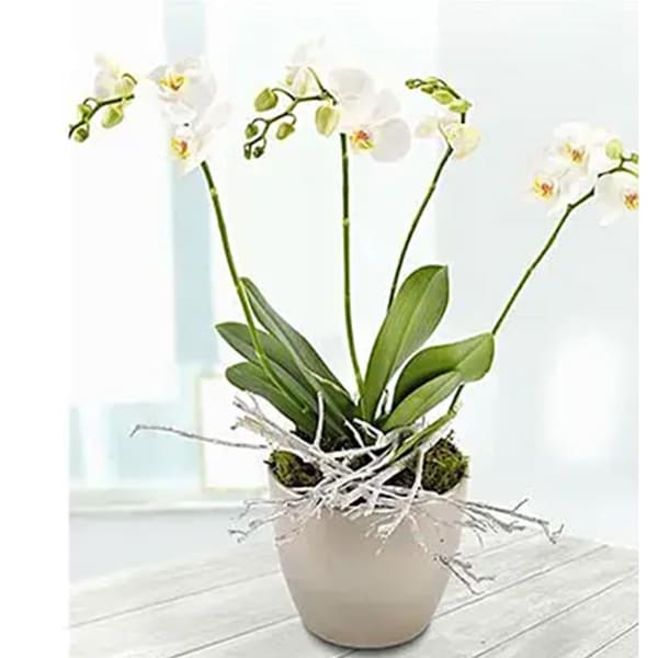 White Orchid Plant in Pot