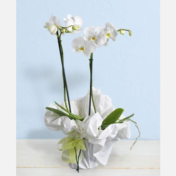 White phalaenopsis orchids