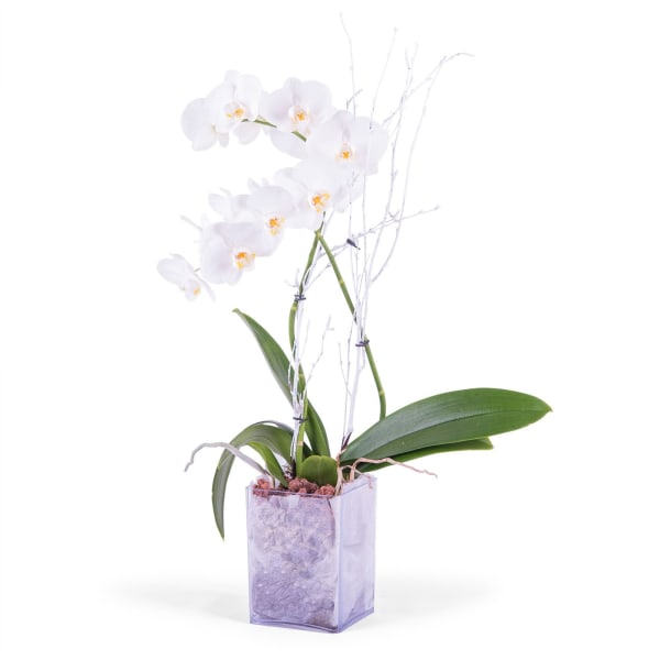 White Phalaenopsis Plant