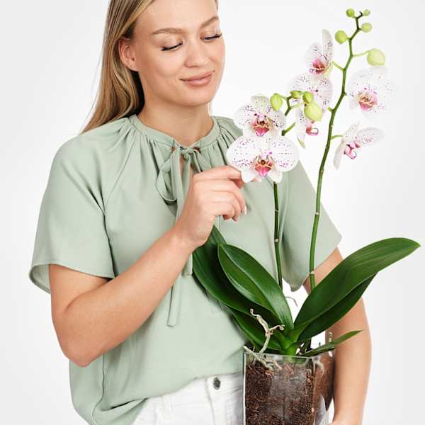 White-Pink Orchid in Vase