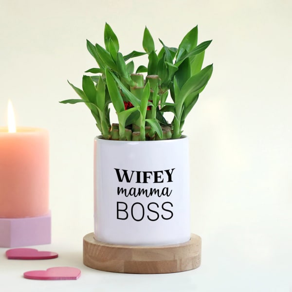 Wifey Mamma Boss Bamboo Plant