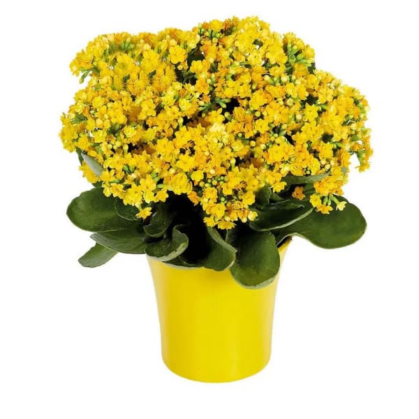 Yellow Kalanchoe Plant