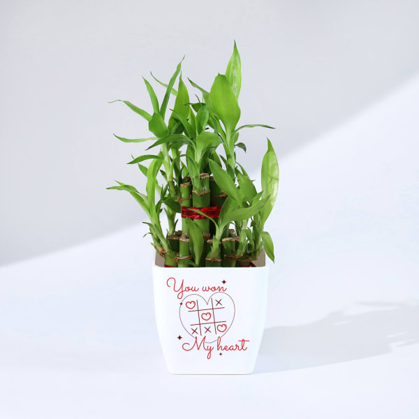 You Won My Heart - Two Layered Bamboo Plant In Pot
