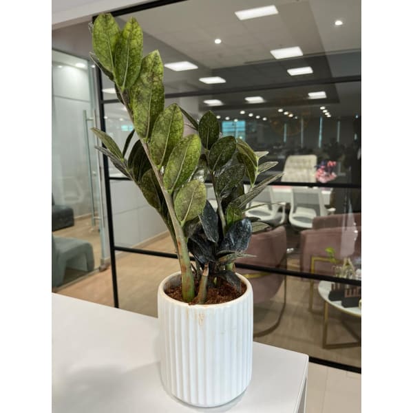 Zamioculcas Plant With Cylindrical White Vase