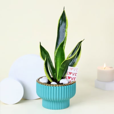 Adorable Snake Superba Plant with Green Vase