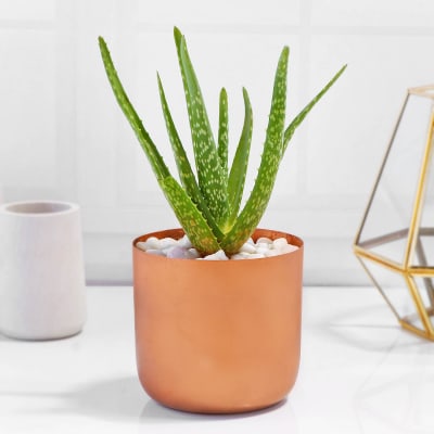 Aloe Vera Plant in Cylindrical Metal Pot