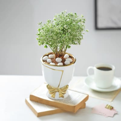 Aralia Plant In Golden Bow Planter