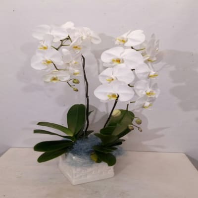 Order Arrangement of Phalaenopsis Orchid Plants Online at Best Price ...