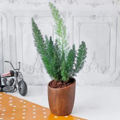 Asparagus Plant In Ceramic Planter