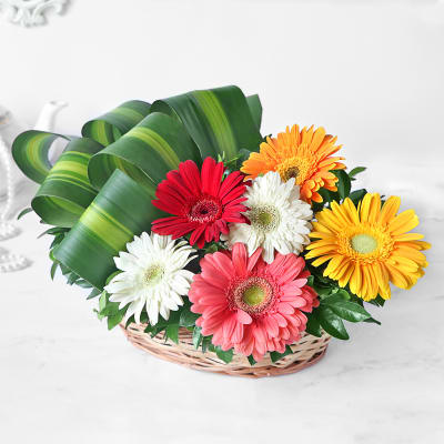 Send Gerberas Flowers Order Gerberas Flower Bouquet India Igp