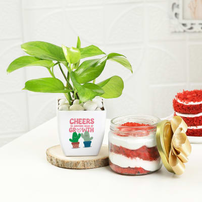 Birthday Special Money Plant With Red Velvet Jar Cake