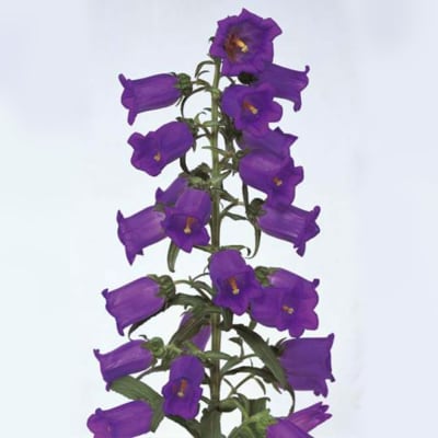 Buy/Send Campanula Bellflower Champion Blue Bunch of 10 Online | IGP ...