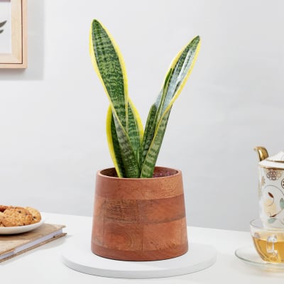 Captivating Snake Superba Plant And Wooden Planter