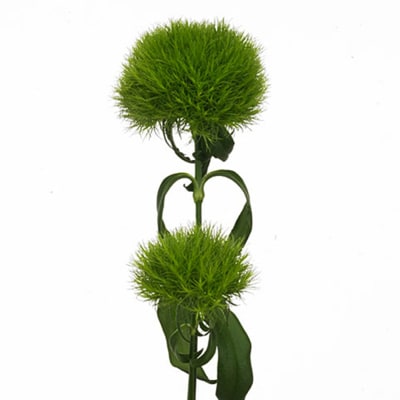 Buy/Send Carnation Green Trick Online | IGP | WF1096753