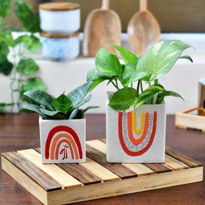 Ceramic Planter for Maa (Set of 2)