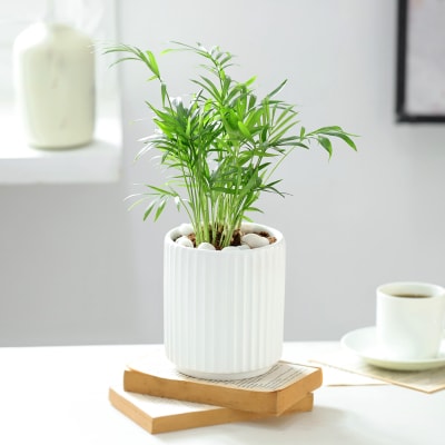 Chamaedorea Plant In Ribbed White Planter