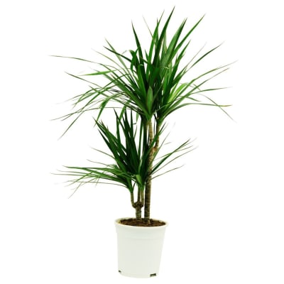 Buy/Send Dracaena Online | IGP | ID1129057