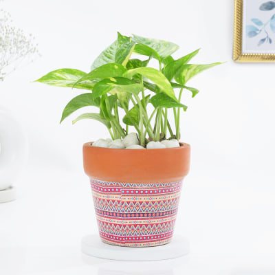 Elegant Aztec Print Planter And Money Plant Combo