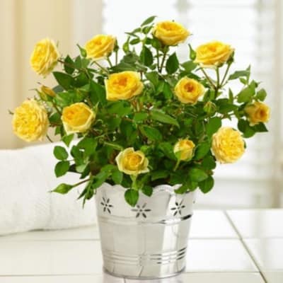 Order Elegant Rose Yellow Roses Vase Online At Best Price Free