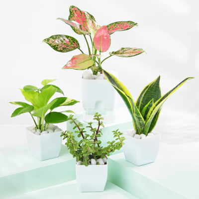 Evergreen Harmony Plant Bundle