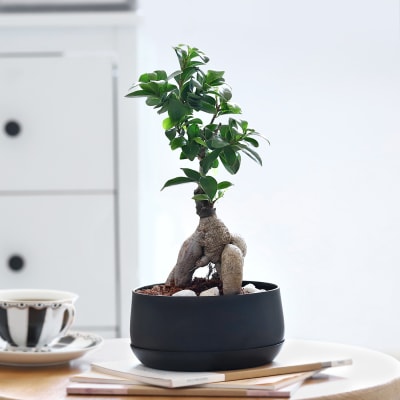 Ficus Microcarpa Bonsai in a Metal Planter