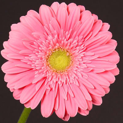 Buy/Send Gerbera Chipper Bunch of 10 Online | IGP | WF1096394