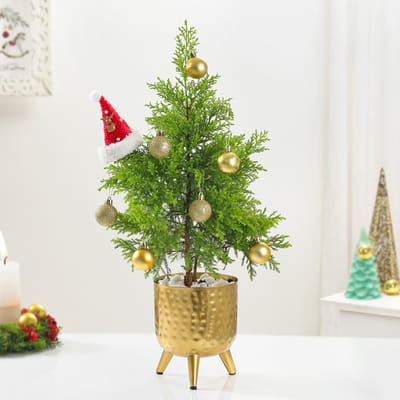 Golden glow of christmas