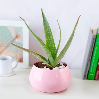 Hello Aloe in Pink
