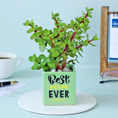 Buy/Send Jade Plant In Best Mom Ever Ceramic Planter Online | IGP ...