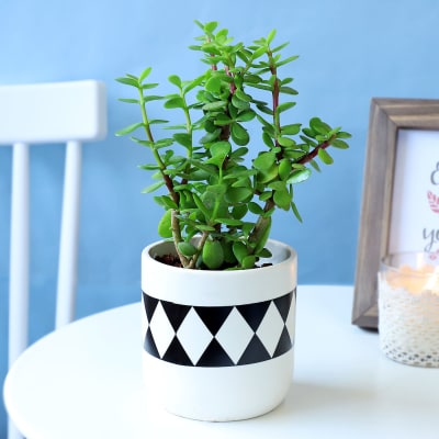 Jade Plant in Classy Planter: Gift/Send Home Gifts Online JVS1179262 ...