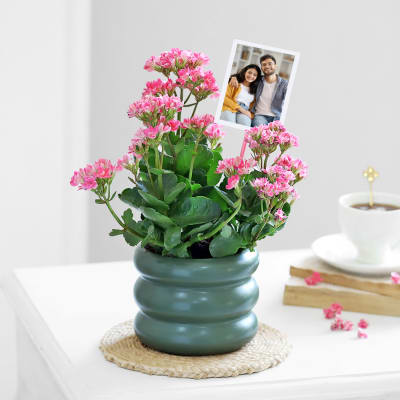 Kind Like Kalanchoe