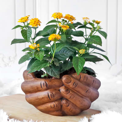 Lantana Flower Plant in Folded Hands Ceramic Planter: Gift/Send Plants Gifts Online HD1135783 |IGP.com