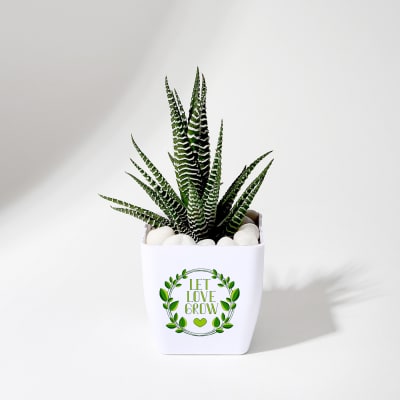 Let Love Grow Haworthia Plant With Planter